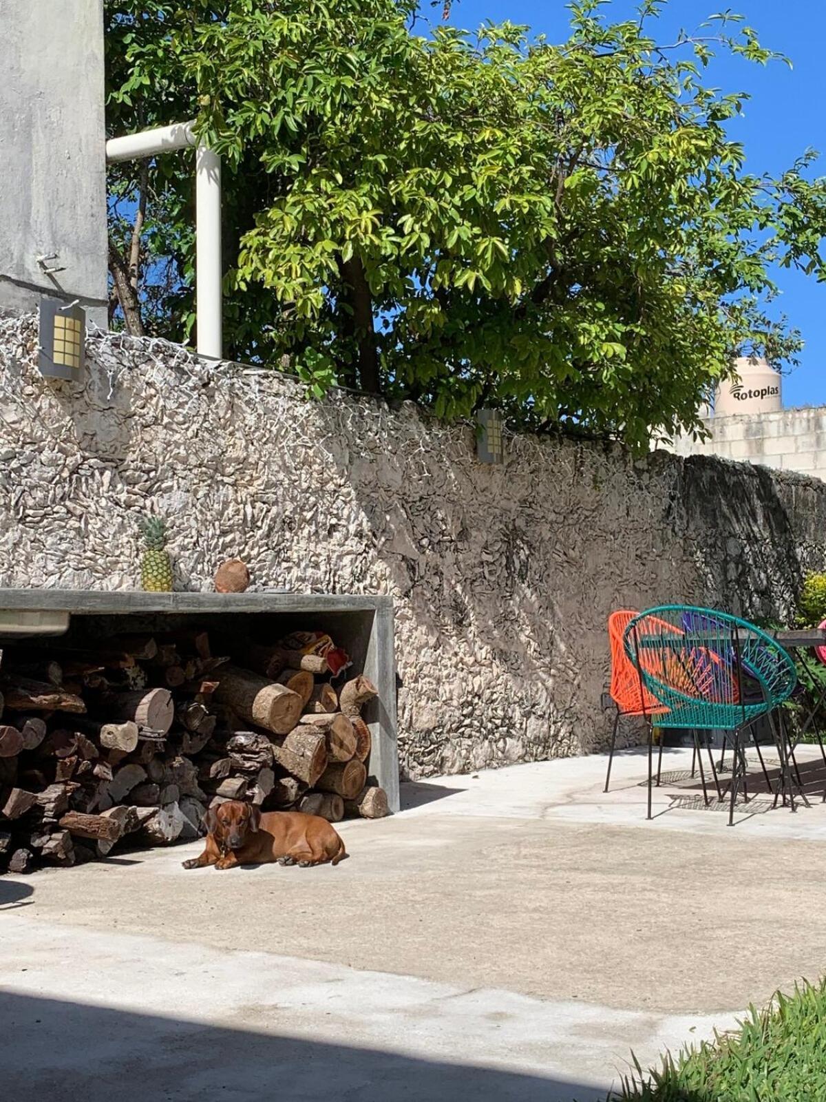 Coco 2 Spacious Downtown With Garden Apartment Cozumel